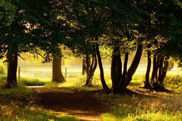 Les vieux arbres jettent de l ombre