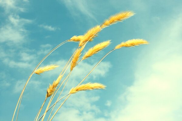 Wheat ears on the background of the sky and clouds