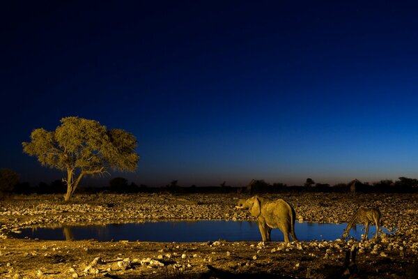 Elefante e giraffa in un abbeveratoio notturno