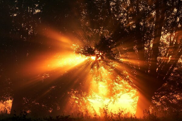 Die Sonnenstrahlen brechen durch die Äste der Bäume