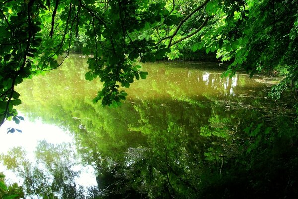 Feuillage vert des arbres dans le reflet de la surface de la mer