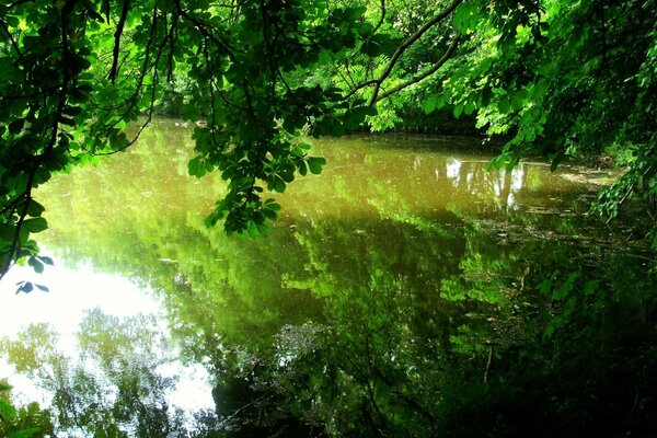 Fogliame verde degli alberi nel riflesso della superficie del mare