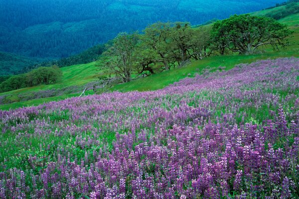 Flowers and grass on the mountainside