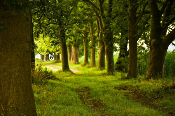 Sentier dans la forêt parmi les arbres