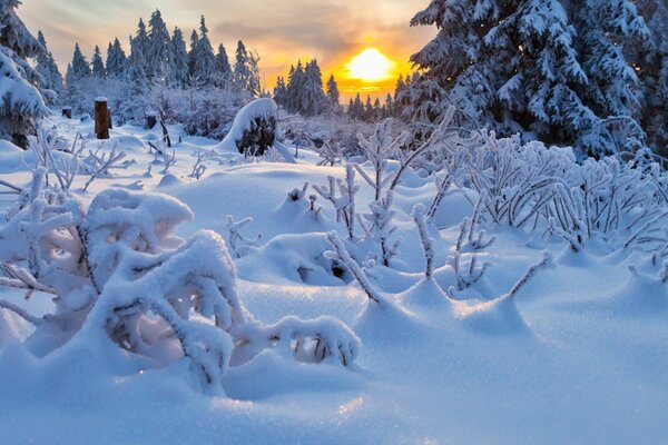 Snow-covered forest. Spruce and windbreak