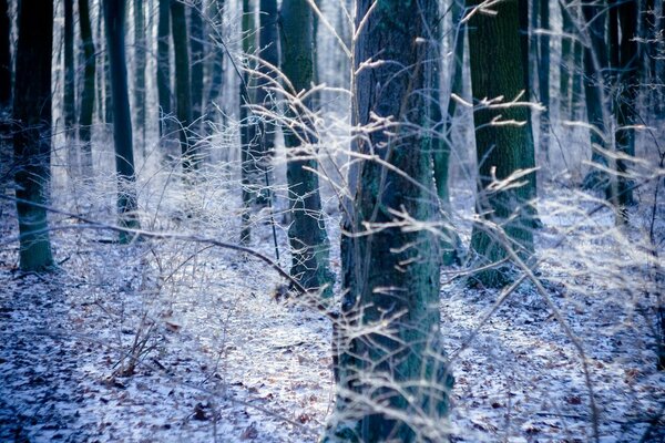 L automne est prêt pour l étreinte de l hiver