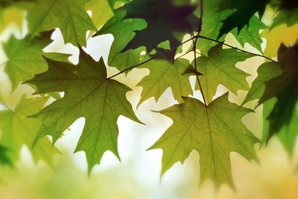Фотография осенних зеленых листьев