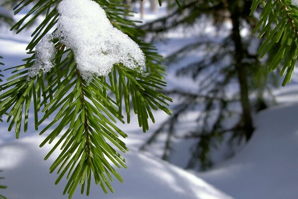 Needles in the snow close-up