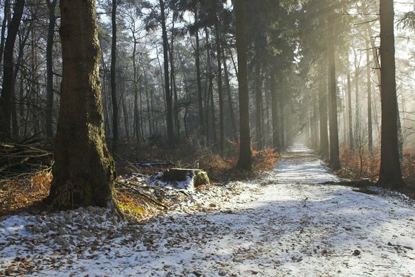 Strada d inverno bella mattina bellezza