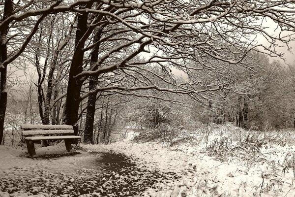 A lonely bench in the winter forest