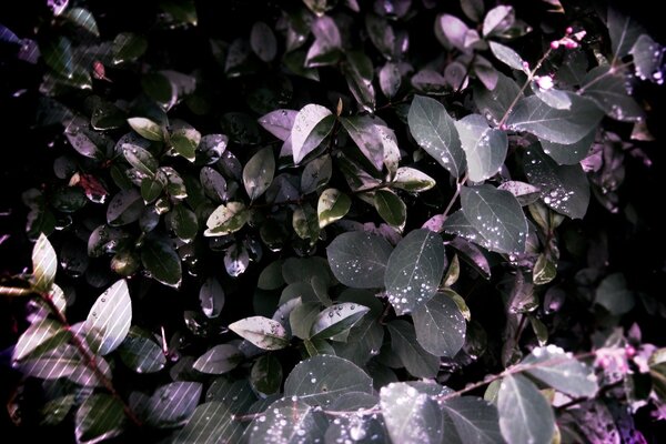 Feuillage vert dans une lueur violette