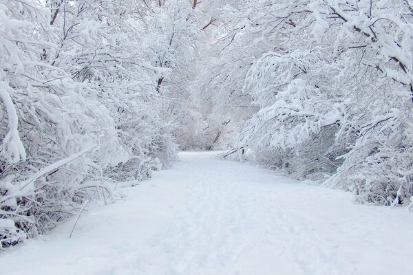 Route à travers la forêt d hiver enneigée