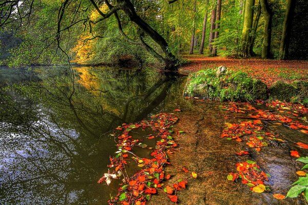 Natürliche Schönheit am Fluss inmitten von Bäumen