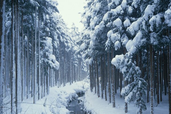 Winter stream among tall coniferous trees