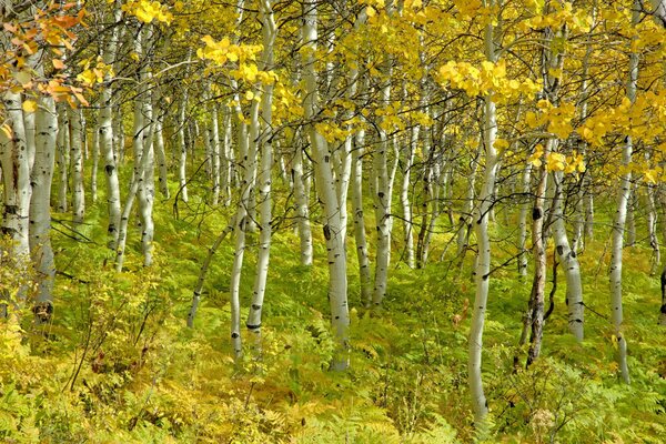 Qué hermoso otoño en la arboleda. Abedules como en pendientes de oro