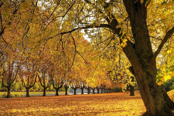 Bäume werfen Blätter im Herbstpark ab