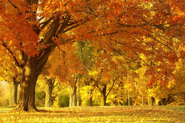 Schöne Herbstbäume im Park