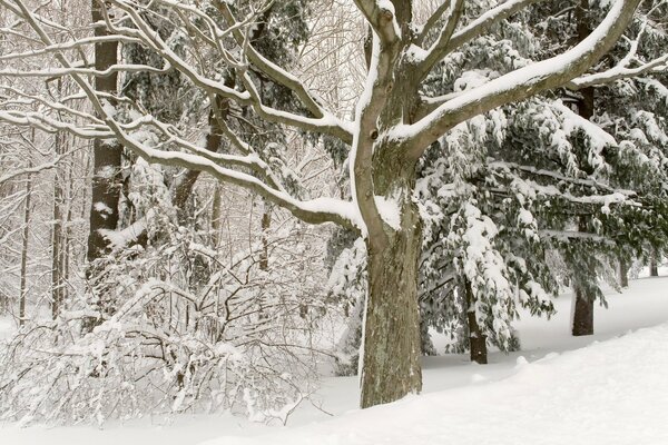 La bellezza degli alberi innevati. Silenzio invernale