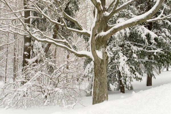 Piękno ośnieżonych drzew. Zimowa cisza