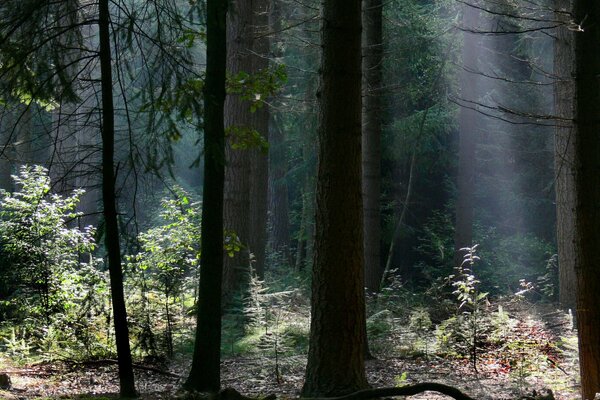 Luce solare attraverso i rami degli alberi