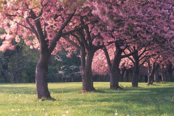 Schöner blühender Frühlingsgarten