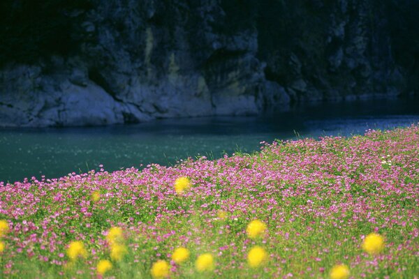 Blumenfeld am azurblauen Fluss