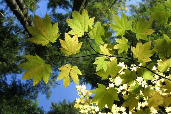 The light plays in the leaves of the trees, and the blue cloudless sky is visible above