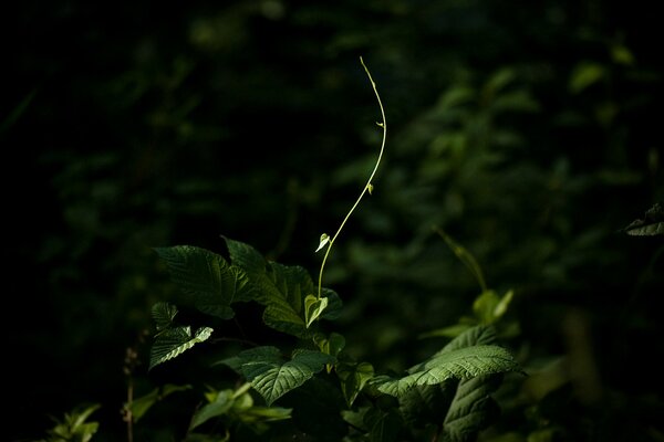 Tendrils of plants reaching for the sun s rays