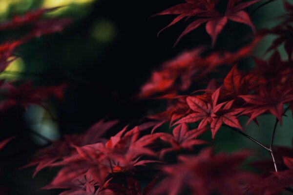 Autumn branches of red maple