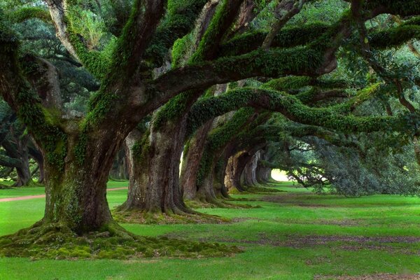 Amphilade di possenti alberi bassi con potenti rami muschiosi