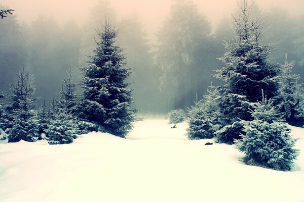 Forêt de sapins en journée d hiver