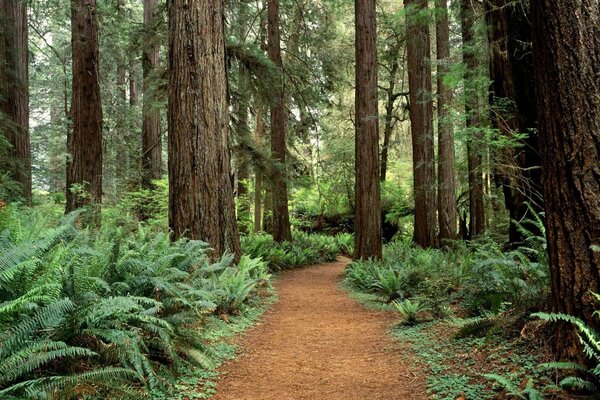 Énormes arbres dans la forêt relique