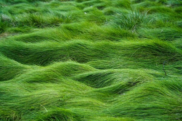 Prairie inondable avec herbe verte juteuse