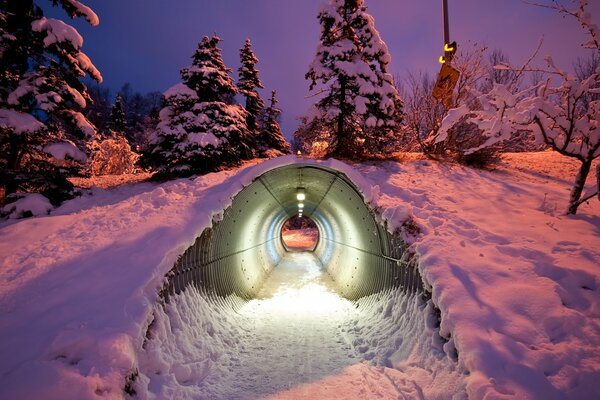 Alberi innevati sullo sfondo del tunnel