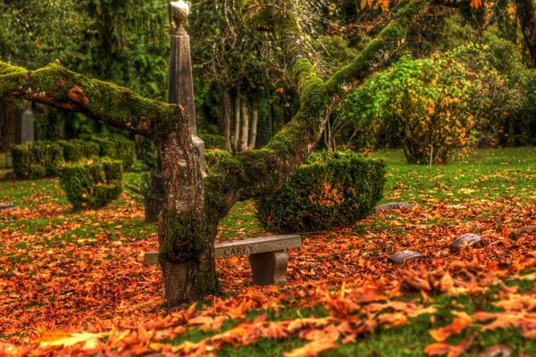 Bancos cubiertos de musgo y lápidas en el cementerio de otoño