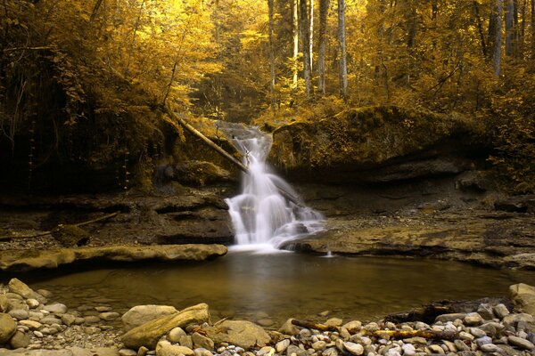 Autumn golden natural stream