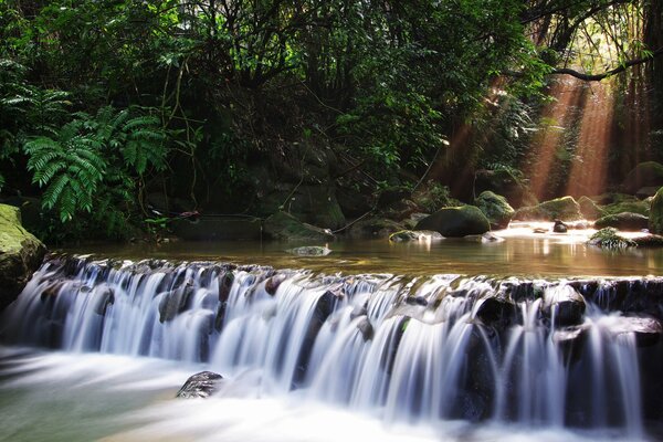 Fluss Wasserfall im Wald unter Bäumen