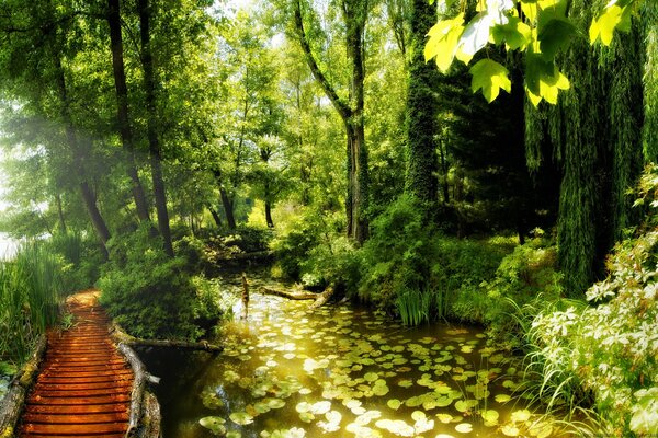 Auf dem Weg zum Teich blühende Lilien