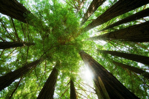 Grands arbres forestiers et ciel