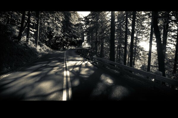 Trees growing along the road