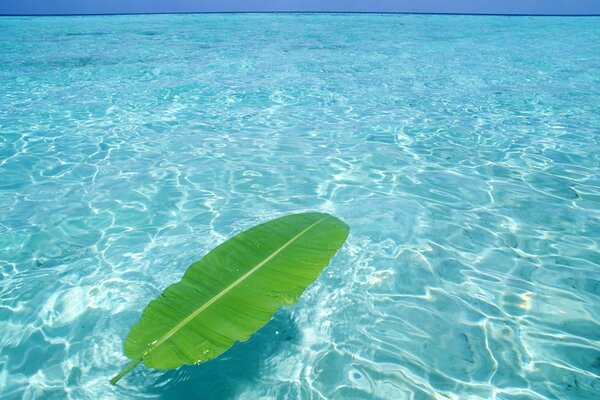 Feuille sur l eau dans la mer