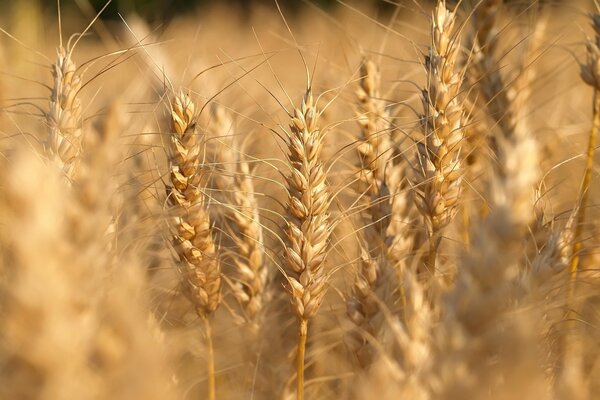 Wheat field in macro photo