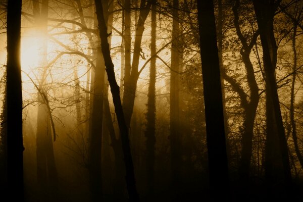 Sunset in the misty forest