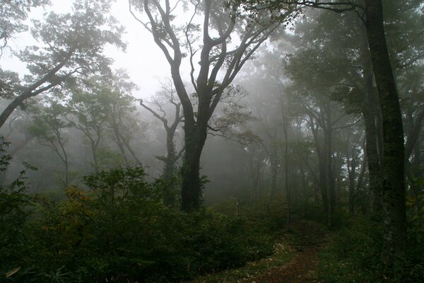 Foggy morning among the trees