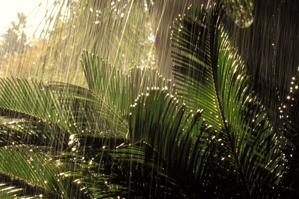 Clima lluvioso en la selva