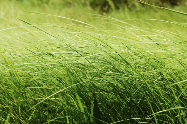 Macro erba. Campo verde