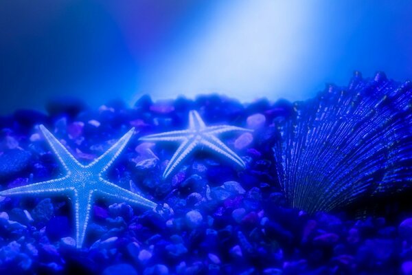 Azul el mundo submarino. Estrella de mar