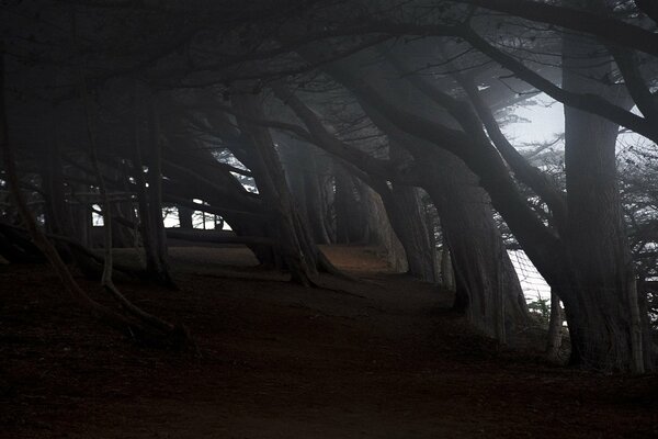 The trees descended gloomily in a slope with crowns