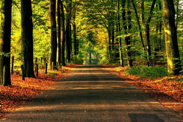 A road in a sunny forest. Natural beauty