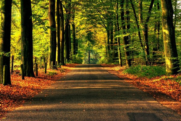 Camino en el bosque soleado. Belleza natural